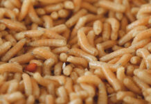 Many maggots close up in a pile
