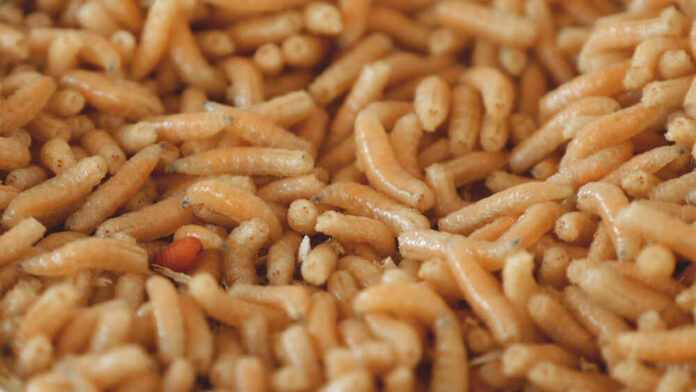 shutterstock_1505950904.jpg featured image Many maggots close up in a pile