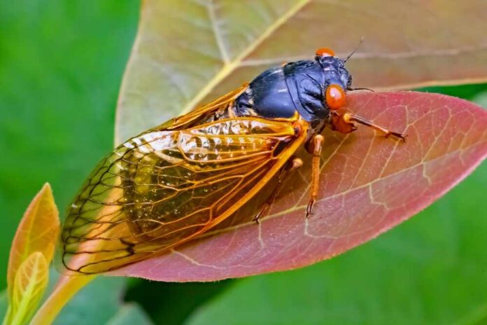shutterstock_2605283919.jpg featured image Bourbon brood cicada resting on colorful leaf closeup view