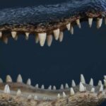 Alligator jaws and teeth