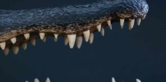 Alligator jaws and teeth