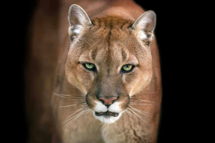 Close-up of a mountain lions face with intense eyes.
