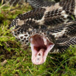 Deadly Rattlesnake Encounter Triggers National Alert A rattlesnake with its mouth open, displaying its fangs