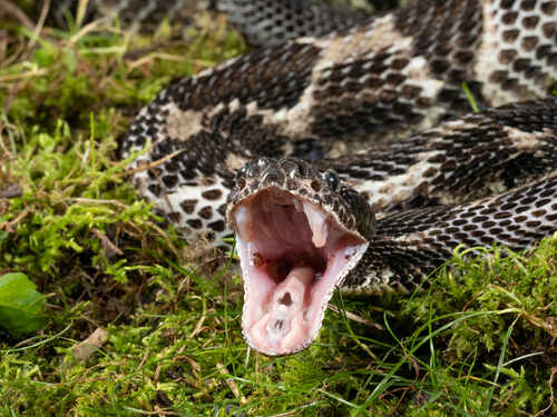A rattlesnake with its mouth open, displaying its fangs