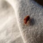 Bedbug Crisis Explodes — Families Left Defenseless Close-up of a bed bug on a fabric surface