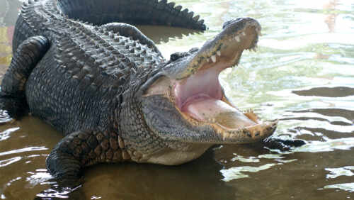 Alligator