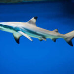 Shark Attack Turns Family Trip Into Horror (Video) A blacktip shark swimming in clear blue water