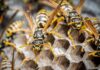 Close-up of wasps on their hive