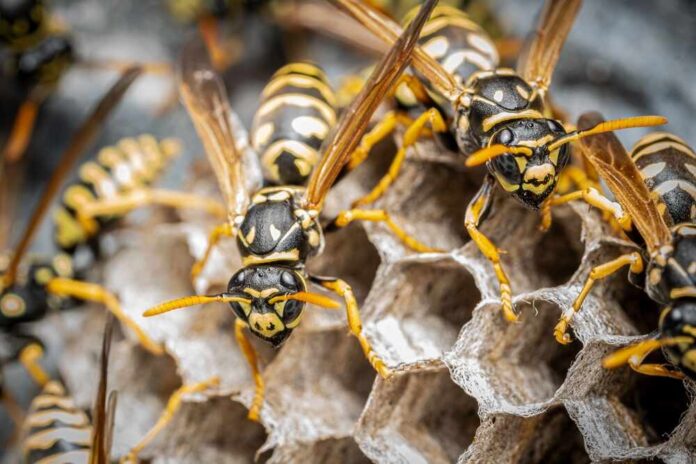 Close-up of wasps on their hive