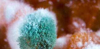 Close-up of green mold growing on a surface