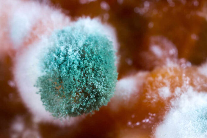 Close-up of green mold growing on a surface