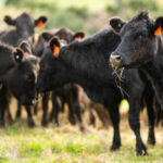 Black cows grazing in a grassy field.