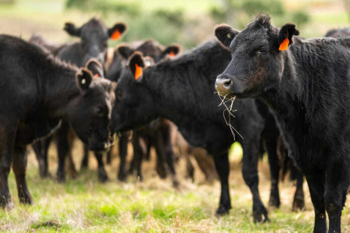 Black cows grazing in a grassy field.