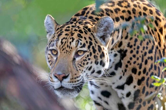 Close-up of a jaguar in a natural setting