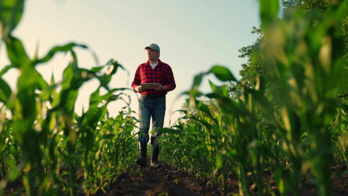 Man walking in cornfield holding a clipboard