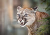 Close-up of a cougar showing its teeth