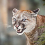 Mountain Lion Kills Hiker — Unseen in 25 Years Close-up of a cougar showing its teeth