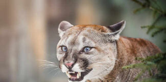 Close-up of a cougar showing its teeth