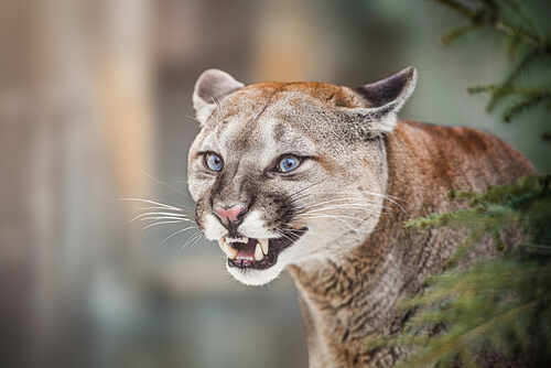Close-up of a cougar showing its teeth