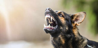 Growling dog bearing its teeth outdoors.