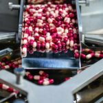 Pharma Drug DESTROYING Snack Industry? Capsules being processed on a conveyor in a pharmaceutical facility
