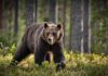 A brown bear walking through a forested area