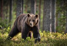 A brown bear walking through a forested area