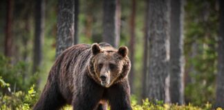 A brown bear walking through a forested area