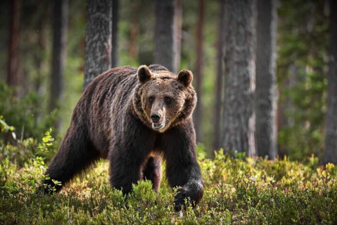 A brown bear walking through a forested area