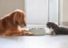 Dog and cat lying by a food bowl
