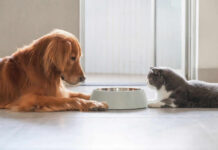 Dog and cat lying by a food bowl