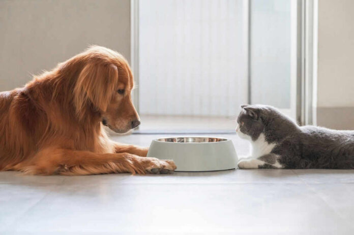 shutterstock_2063910374-1 Dog and cat lying by a food bowl