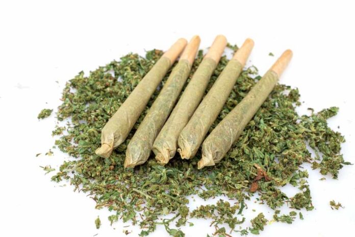 Five rolled cannabis joints on a bed of loose marijuana