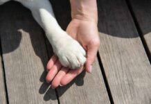 Dog Food Recall Sparks Salmonella Scare A human hand holding a dog's paw on a wooden surface