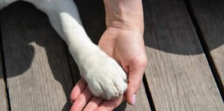 A human hand holding a dog's paw on a wooden surface
