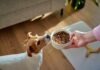 Jack Russell terrier sniffing a bowl of dry dog food