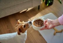 Jack Russell terrier sniffing a bowl of dry dog food
