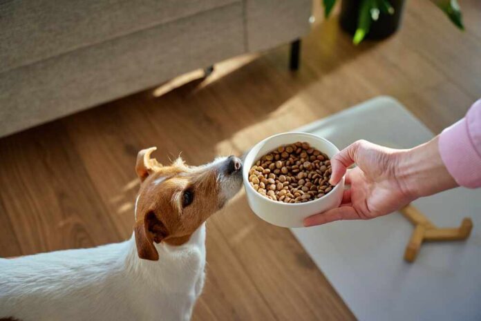 Hungry,Dog,Sniffing,Bowl,With,Dry,Food,Held,By,Woman Jack Russell terrier sniffing a bowl of dry dog food