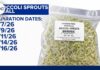 New salmonella outbreak linked to broccoli sprouts