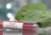 Tainted Salads Become Election Issue? Test tube labeled E. coli next to a spinach leaf in a petri dish
