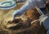 Archaeologist brushes fossils in a sand tray under a magnifying lamp