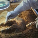 Archaeologist brushes fossils in a sand tray under a magnifying lamp