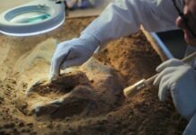 Archaeologist brushes fossils in a sand tray under a magnifying lamp