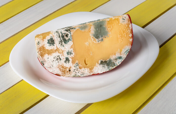 Moldy cheese wedge on a white plate